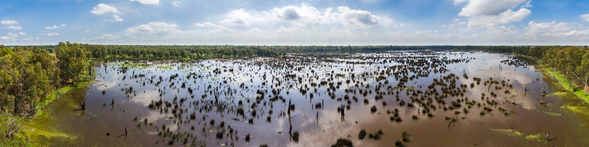 Reedy Swamp, Shepparton