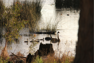 Wetland Swans