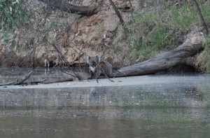 Koala - seen by the Goulburn River in January 2009