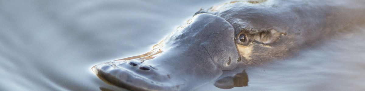 Platypus Education - Photo credit Barry Baker