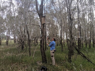 Al nest box survey