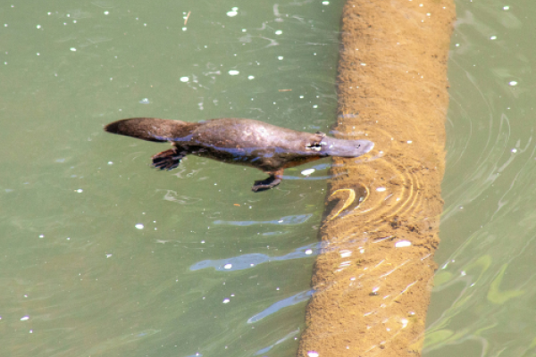 Platypus 2