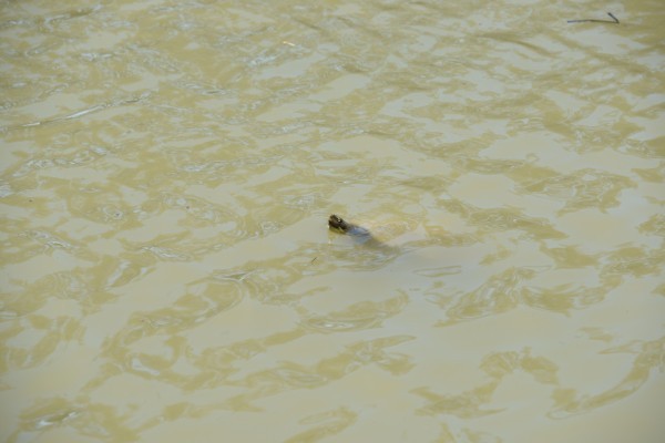 Victoria Park Lake - Turtles 5