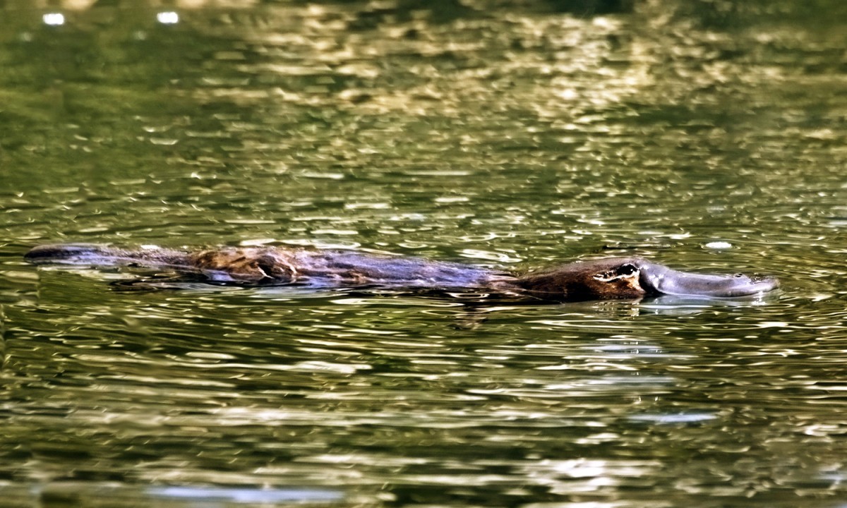 bigstock-Platypus-ornithorhynchus-Anat-6014446
