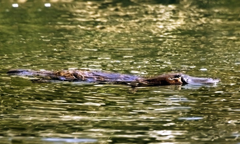 bigstock-Platypus-ornithorhynchus-Anat-6014446