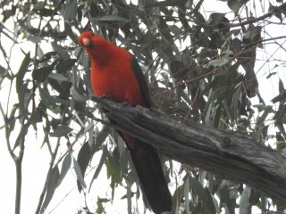 Australian King Parrot - male 5