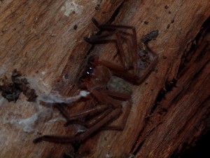 Huntsman found under bark