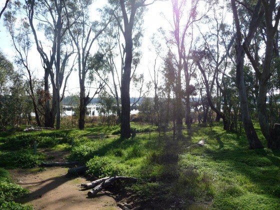 Reedy Swamp - July 2010