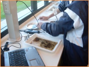Students analysing soil samples.
