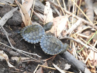 Baby Turtles