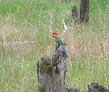 Eastern Rosella at Boulevard Bush Reserve - Nov 2012