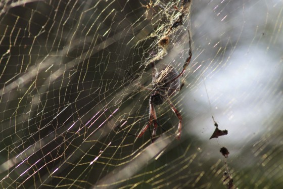 Golden Orb Spider