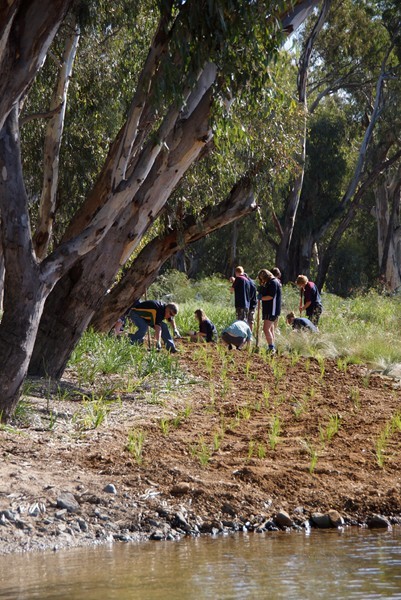 Plantings at Vic Park Lake 2012