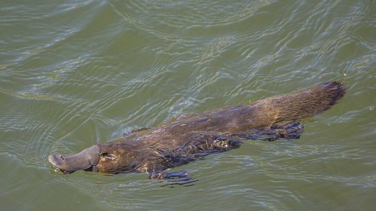 Platy Patch project brings community together to support platypus