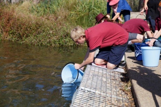 Fish Release at Vic Park Lake - March 2015